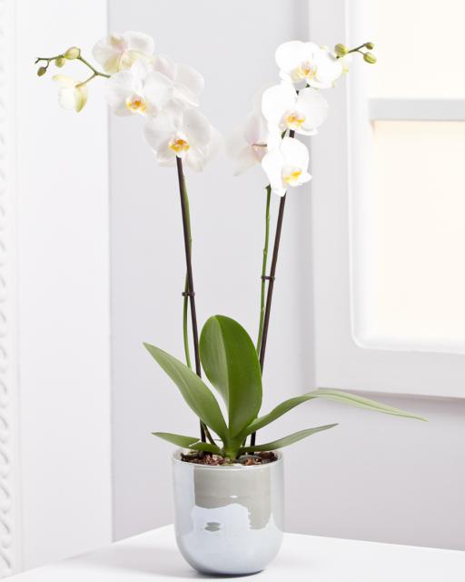 Orchid Plant