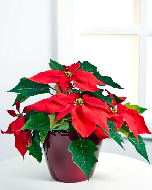 Christmas Poinsettia