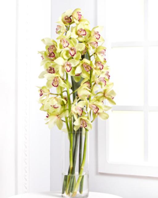 Orchids/Colour Choice