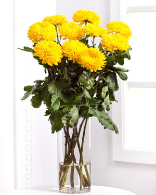 Chrysanthemums/Colour Choice